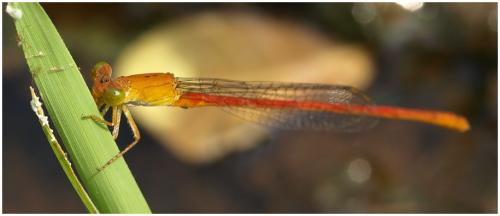 Réf. 195 182 : Ceriagrion sp.