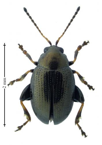Réf. 195 031 : Chaetocnema concinna