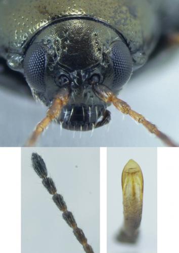 Réf. 195 032 : Chaetocnema concinna
