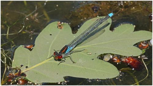 Réf. 195 276 : Erythromma najas