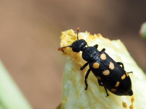 Hycleus chevrolati