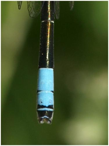 Coenagrion scitulum