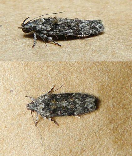Carpatolechia fugacella