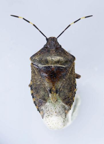 Rhaphigaster nebulosa