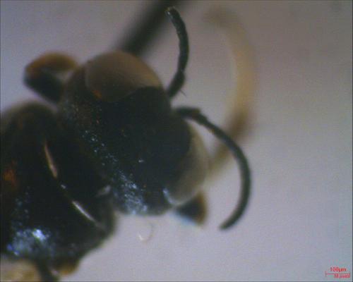 Crossocerus quadrimaculatus