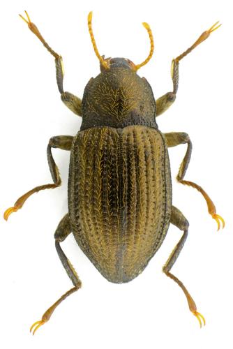 Normandia nitens