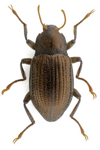 Normandia nitens