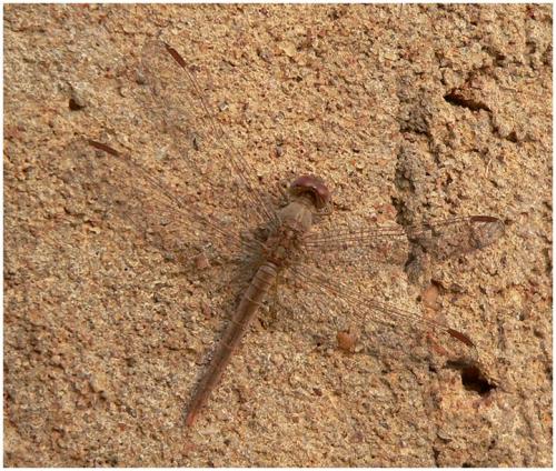 Réf. 195 181 : Crocothemis divisa