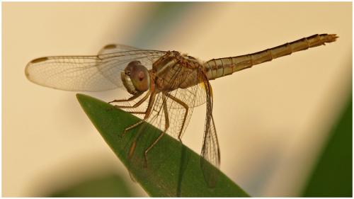 Crocothemis servilia