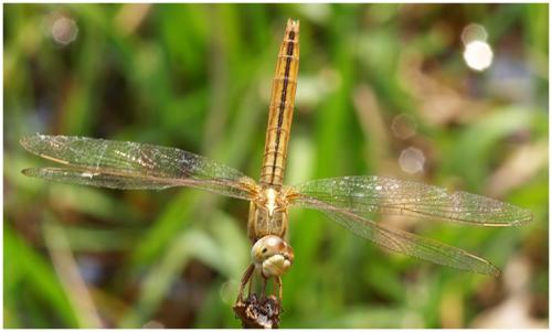 Crocothemis servilia