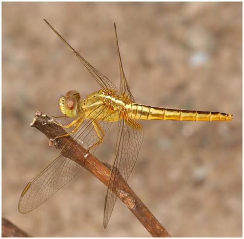 Crocothemis servilia