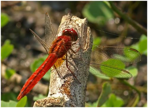Crocothemis servilia
