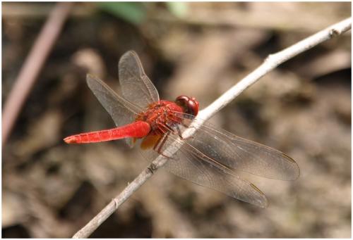 Crocothemis servilia