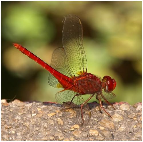 Réf. 195 005 : Crocothemis servilia
