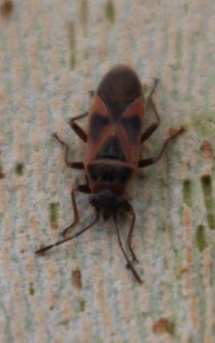 Arocatus sp.