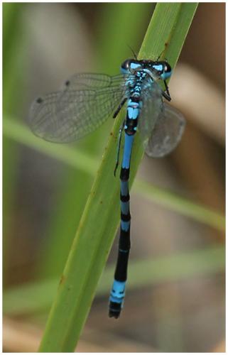 Réf. 195 484 : Coenagrion pulchellum