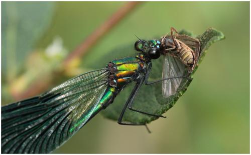 Réf. 195 566 : Calopteryx splendens