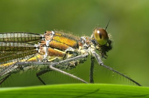 Réf. 195 668 : Calopteryx splendens