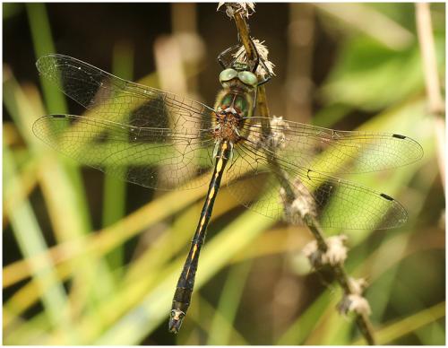 Oxygastra curtisii