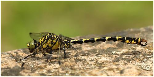 Onychogomphus forcipatus