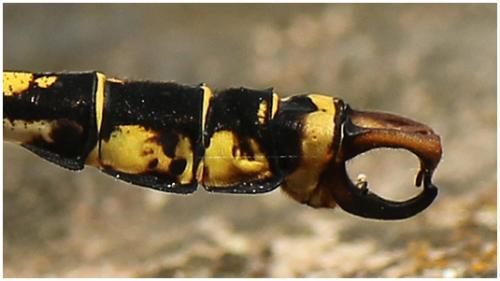 Réf. 195 588 : Onychogomphus forcipatus