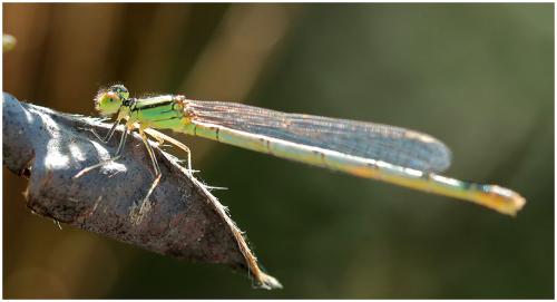 Erythromma lindenii