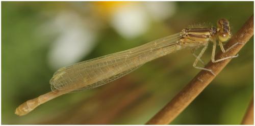 Réf. 195 081 : Coenagrion scitulum