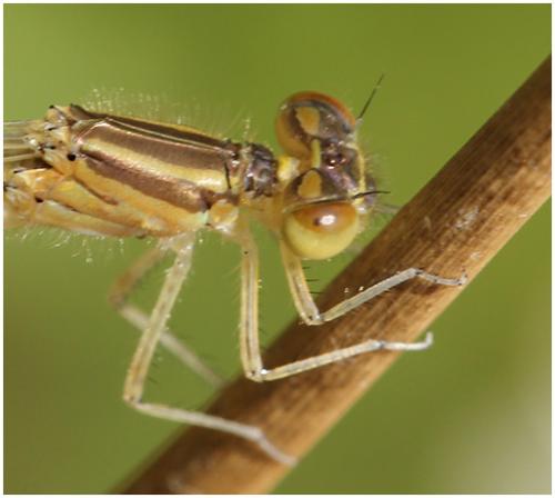 Coenagrion scitulum