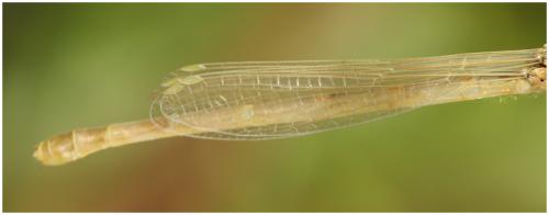 Coenagrion scitulum
