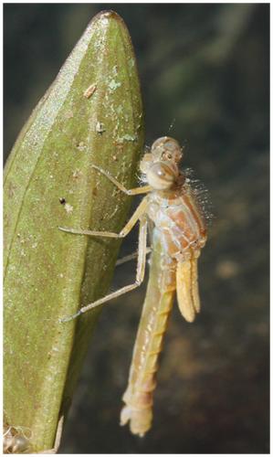 Ischnura elegans