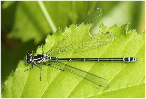 Coenagrion puella