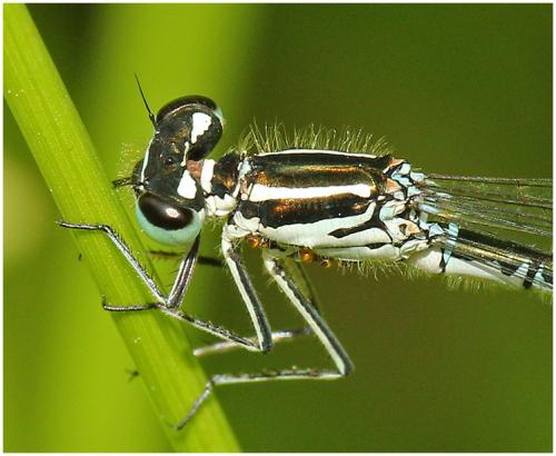 Coenagrion puella