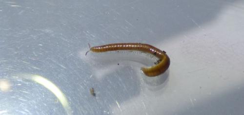 Polyzonium germanicum