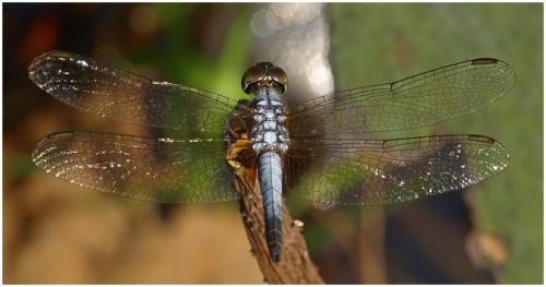 Brachydiplax chalybea