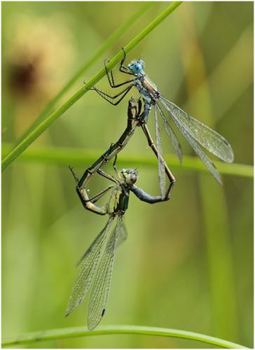 Réf. 195 208 : Lestes dryas