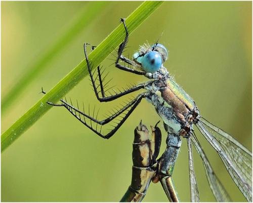 Lestes dryas