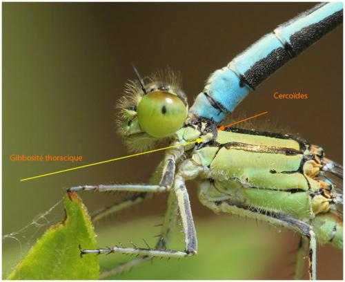 Erythromma lindenii
