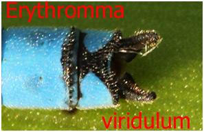 Erythromma viridulum
