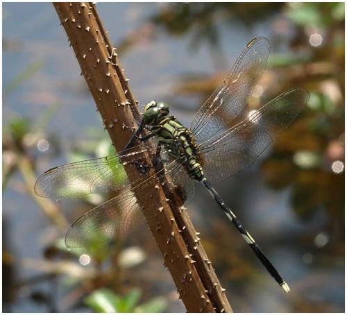 Orthetrum sabina