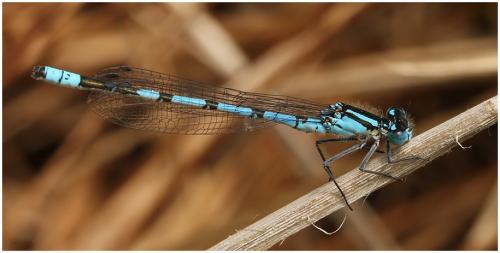 Enallagma cyathigerum