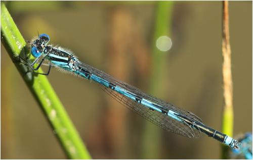 Erythromma lindenii