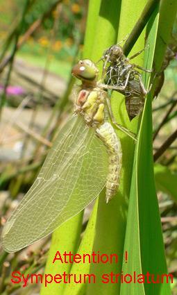 Sympetrum striolatum