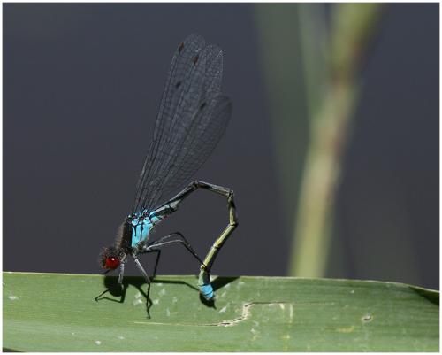Réf. 195 417 : Erythromma najas