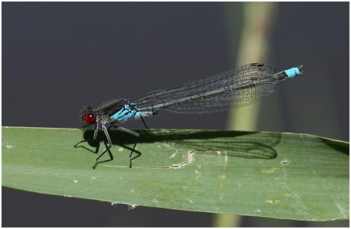 Réf. 195 418 : Erythromma najas