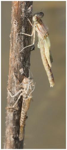Enallagma cyathigerum