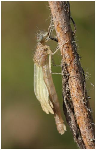 Enallagma cyathigerum