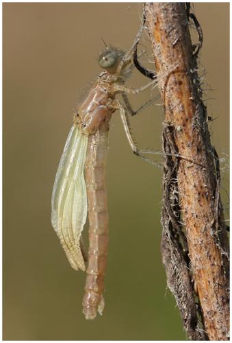 Enallagma cyathigerum