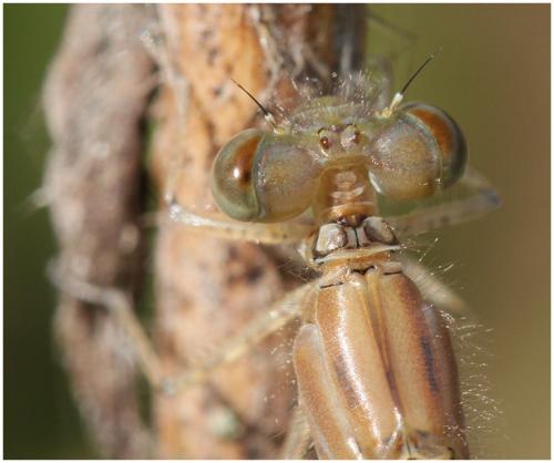 Enallagma cyathigerum