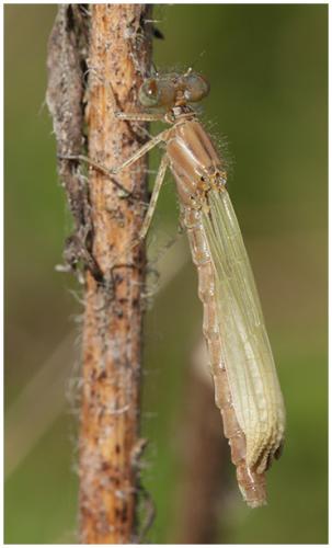 Enallagma cyathigerum