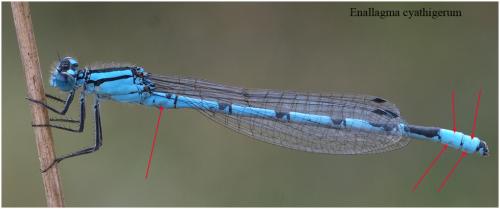 Enallagma cyathigerum